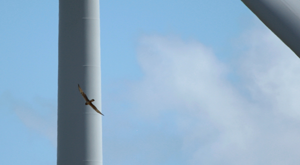 Wiesenweihen-Weibchen beim gefährlichen Kreisen um eine nahe gelegene Windenergieanlage