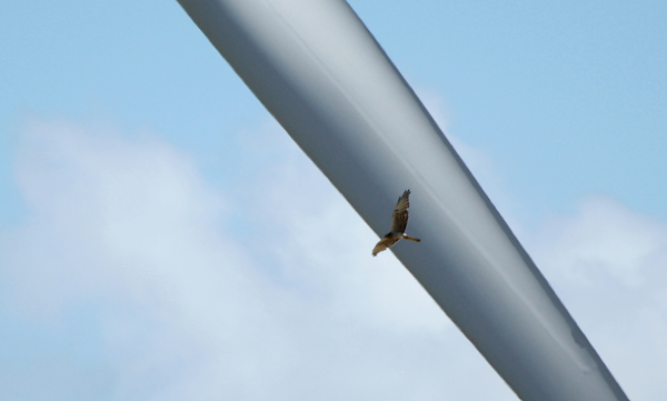 Wiesenweihen-Weibchen beim gefährlichen Kreisen um eine nahe gelegene Windenergieanlage