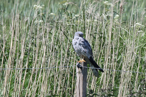 Ruhendes Wiesenweihen-Männchen in der Krummhörn 2015